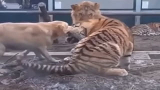 Viral Video: నాతో అట్లుంటది మరి.. కింగ్ కోబ్రాను రప్ఫాడించిన కోతి.. కబడ్డీ ఆడుతూ ఎటాక్.. షాకింగ్ వీడియో..