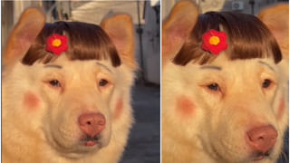 Watch Video: నడుము ఊపుతూ నాట్యం చేసిన పిల్లి.. వైరల్ అవుతున్న బెల్లీ డ్యాన్స్ వీడియో..