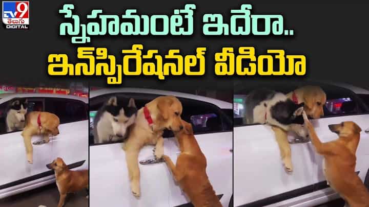 స్నేహమంటే ఇదేరా.. నెట్టింట వైరల్ అవుతున్న క్యూట్ వీడియో స్నేహమంటే ఇదేరా.. నెట్టింట వైరల్ అవుతున్న క్యూట్ వీడియో