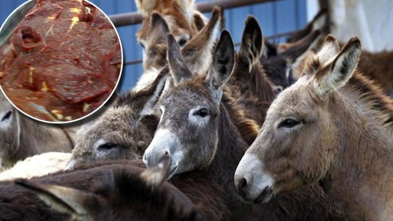 Donkey meat: గాడిద మాంసం తింటే నిజంగానే కండరాలు బలంగా అవుతాయా..? ఇదిగో క్లారిటీ