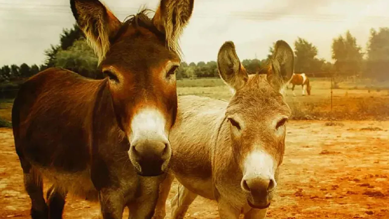 Donkey Meet: గుంటూరులో విచ్చలవిడితనం.. దర్జాగా గాడిద మాంసం అమ్మకాలు.. కట్ చేస్తే..
