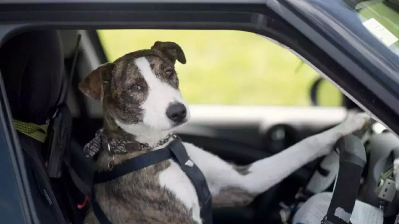 Dog Driving: ఈ మందుబాబు తెలివే తెలివి.. పోలీసుల నుంచి తప్పించుకోవడానికి డ్రైవింగ్‌ సీటులో కుక్కని కూర్చోబెట్టిన వైనం..