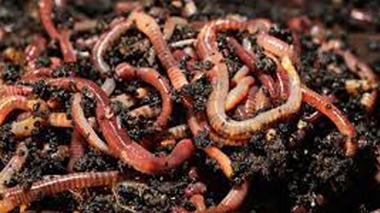 Earthworm Farming: వానపాముల పెంపకంతో నెలకు అర లక్ష.. ఎలా పెంచాలి, ఎలా వ్యాపారం ప్రారంభించాలంటే..