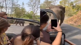 watch: అయ్య బాబోయ్‌.. అంతపెద్ద కింగ్‌కోబ్రాను అలా ఎలా పట్టేశావ్‌ గురూ..! ఈ వీడియో చూస్తే హడలే..