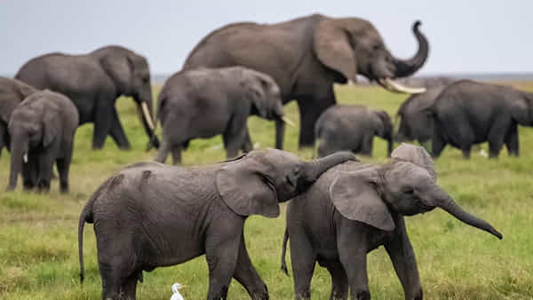 Elephant News: ఆడుకోవటానికి తోడులేక పిల్ల ఏనుగు ఏం చేసిందో చూడండి.. ఆ తిప్పటం చూస్తే నవ్వాపుకోలేరు..