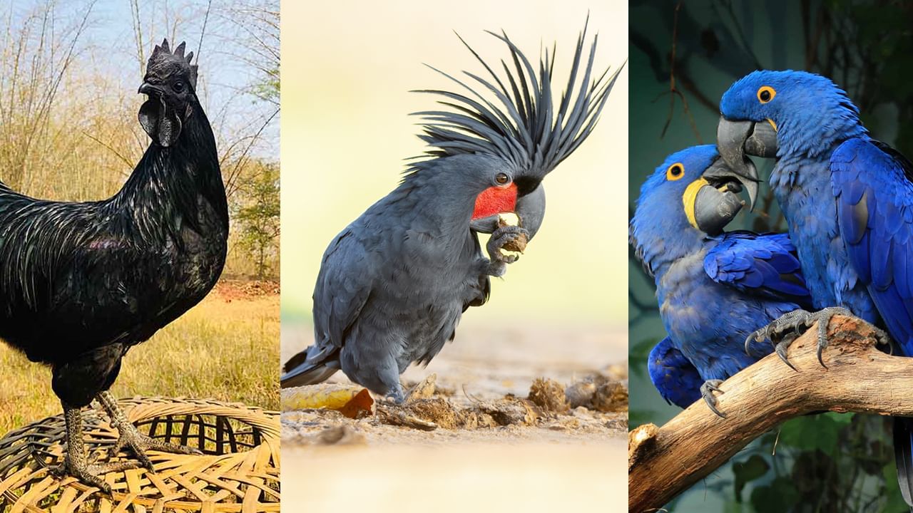 Most Expensive Birds: ఈ పక్షులు చాలా ఖరీదైనవి.. కొనాలంటే ఆస్తులు కూడా అమ్మాల్సిందే..!