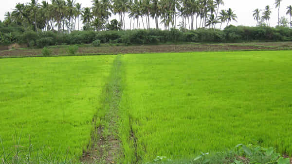 Telangana: పచ్చని పంట పొలాల్లో భయానక దృశ్యం.. గడప దాటాలంటేనే గజగజ వణికిపోతున్న గ్రామ ప్రజలు..!
