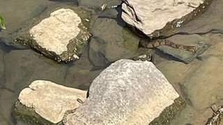 మరో ప్రపంచం పిలిచింది..! క్యాషియర్‌ ఉద్యోగం వదిలేసి అడవిలోనే మకాం.. తెగ ఫాలో అవుతున్న నెటిజనం..