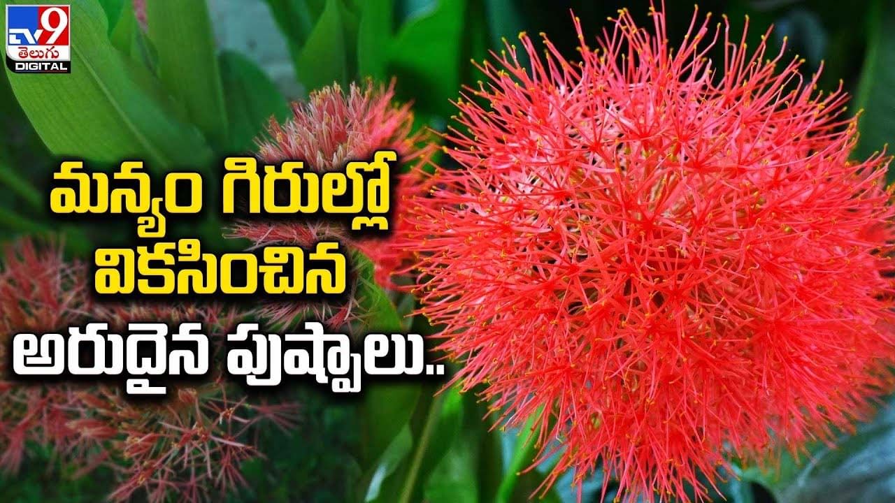 మన్యం గిరుల్లో వికసించిన అరుదైన పుష్పాలు Telugu News Fireball lily