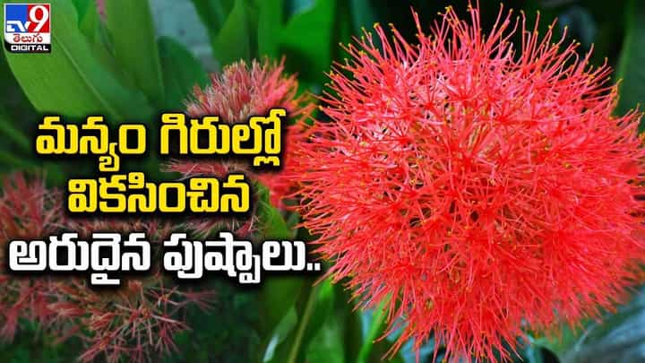 మన్యం గిరుల్లో వికసించిన అరుదైన పుష్పాలు మన్యం గిరుల్లో వికసించిన అరుదైన పుష్పాలు