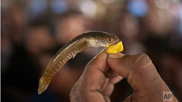 Fish Medicine: ఆస్తమా బాధితులకు పండగలాంటి శుభవార్త..! చేప మందు ప్రసాదం పంపిణీకి ముహూర్తం ఖరారు.. ఎప్పటి నుంచంటే..?
