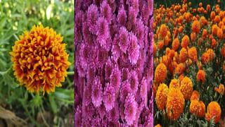 Heart Care: ప్రతిరోజూ పరగడుపున ఈ రెండు డ్రై ఫ్రూట్స్ తింటే.. గుండె జబ్బులను దూరం చేస్తాయి..