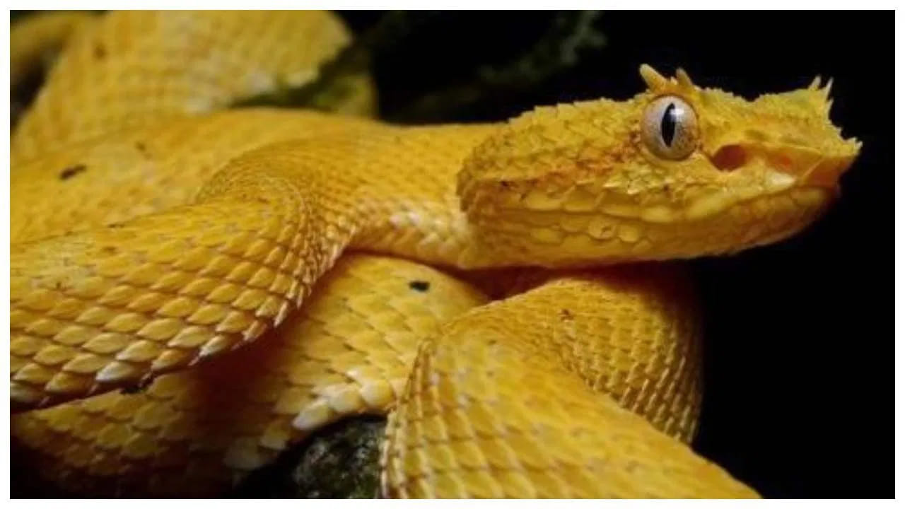 స్నేక్ ఐలాండ్: ఈ ద్వీపం బ్రెజిల్‌లో ఉంది. గోల్డెన్ లాన్స్ హెడ్స్ పాములు ఈ ప్రదేశంలో ఎక్కువగా నివసిస్తాయి. ఇవి ప్రపంచంలోనే అత్యంత ప్రమాదకరమైన పాములు. ఈ ప్రదేశాన్ని సందర్శించకుండా బ్రెజిల్ ప్రభుత్వం నిషేధించింది.