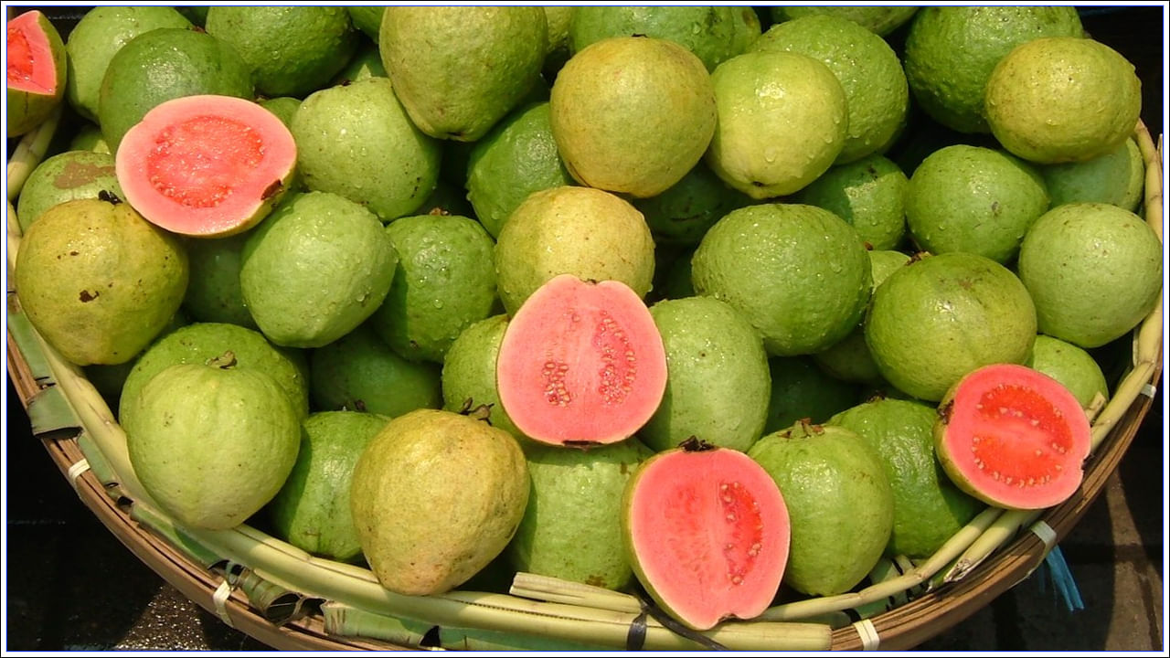 Moreover.. Guava has high nutritional value.  Being rich in fiber, it is very useful in preventing constipation.  Due to the high content of ABC vitamins and antioxidants, wrinkles on the skin due to age are reduced.  Consuming guava fruit every day will increase the immune system and remove the health problems.  Very good for tissues, skin and eyes. 