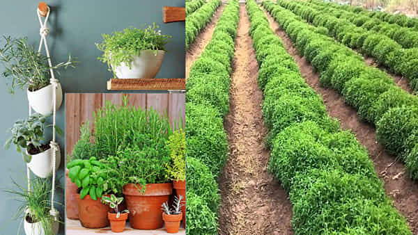 Business Ideas: రూ. 15 వేలు పెట్టుబడి పెడితే చాలు.. మూడు నెలల్లో రూ. 3 లక్షల లాభం.. కుండీల్లో మొక్కలు పెంచితే చాలు..