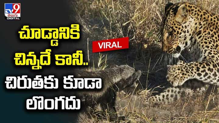 చిన్న జీవి.. చిరుతకు కూడా లొంగదు.. దీని ప్రత్యేకమైన శరీర నిర్మాణమే దీనికి రక్షణ చిన్న జీవి.. చిరుతకు కూడా లొంగదు.. దీని ప్రత్యేకమైన శరీర నిర్మాణమే దీనికి రక్షణ