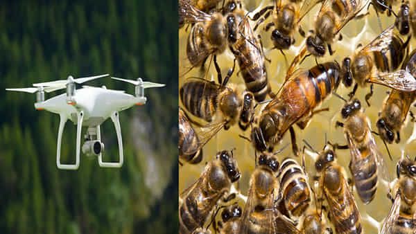 Bees Kidnap: ఆ దేశంలో తేనెటీగలు కిడ్నాప్.. డ్రోన్ కెమెరా ఉపయోగించి మరీ దొంగతనం.. తలలు పట్టుకుంటున్న పోలీసులు