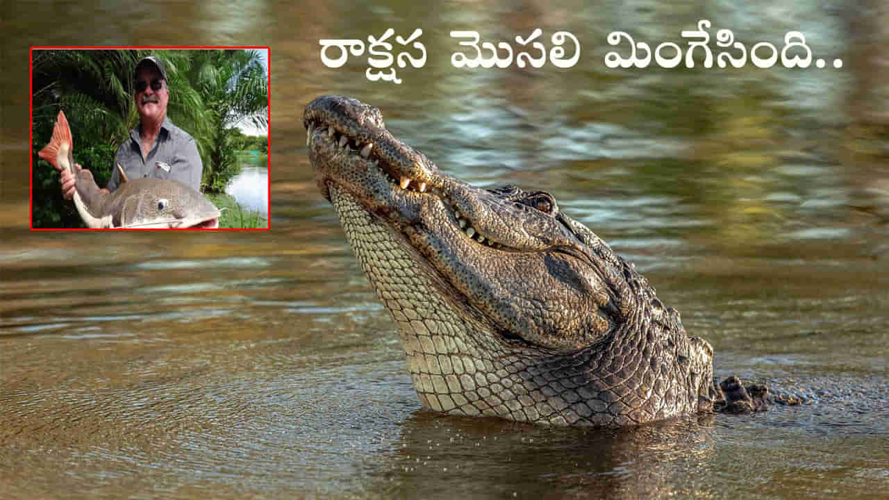 Crocodile: చేపల వేటకు వెళ్లి అదృశ్యం.. మొసలి కడుపులో మృతదేహం ప్రత్యక్షం