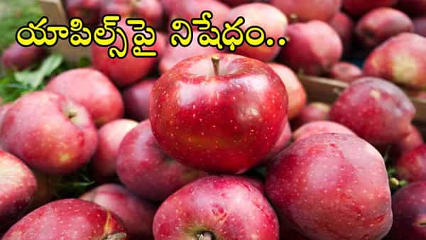 యాపిల్ దిగుమతులపై కేంద్రం నిషేధం..! అసలు కారణం ఇదే..