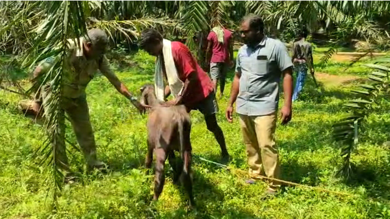 Andhra Pradesh: వామ్మో.. అదేంటీ..? రాత్రి అయితే చాలు.. కాకినాడ జిల్లాలో భయం.. భయం..