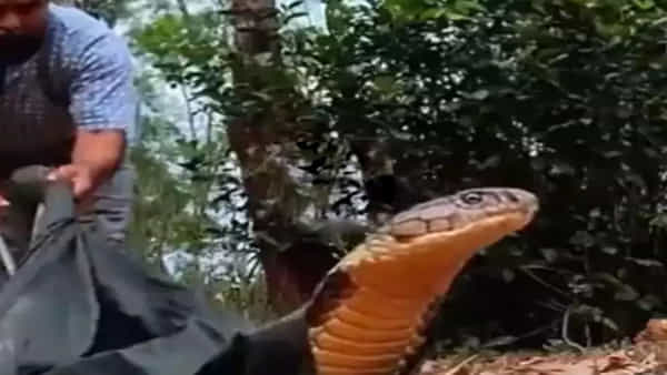 watch: అయ్య బాబోయ్.. అంతపెద్ద కింగ్కోబ్రాను అలా ఎలా పట్టేశావ్ గురూ..! ఈ వీడియో చూస్తే హడలే..