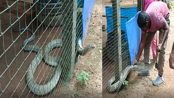 King Cobra: ఏజెన్సీలో కోళ్ల కోసం వచ్చి వలలో చిక్కిన గిరినాగు.. ఈ పాము ప్రపంచంలో అత్యంత విషపూరిత పాముల్లో ఒకటి..
