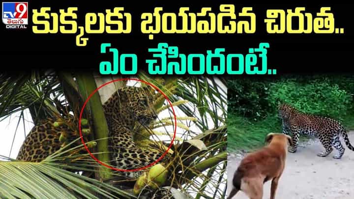 కుక్కలకు భయపడిన చిరుత.. ఎక్కడ దాకుందో మీరే చూడండి కుక్కలకు భయపడిన చిరుత.. ఎక్కడ దాకుందో మీరే చూడండి