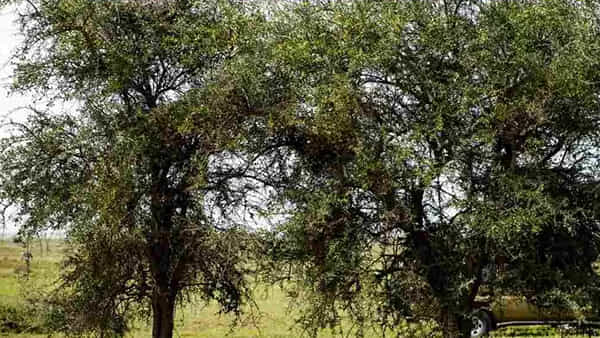 Optical Illusion: చెట్టు కొమ్మల్లో నక్కి ఉన్న క్రూరమృగం.. 8 సెకన్లలో కనిపెడితే మీ బ్రైయిన్ చిరుత కంటే వేగంగా పని చేస్తున్నట్లే..
