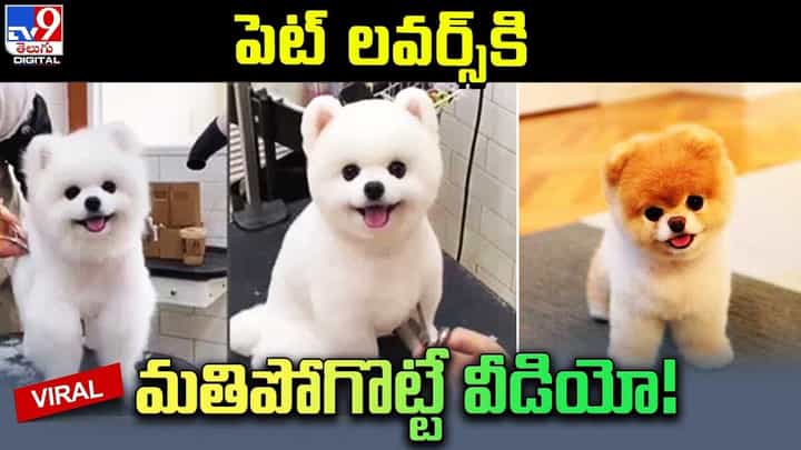 ఈ కుక్క పిల్ల క్యూట్ ఎక్స్ప్రెషన్స్ చూశారంటే.. మాయలో పడినట్లే ఈ కుక్క పిల్ల క్యూట్ ఎక్స్ప్రెషన్స్ చూశారంటే.. మాయలో పడినట్లే