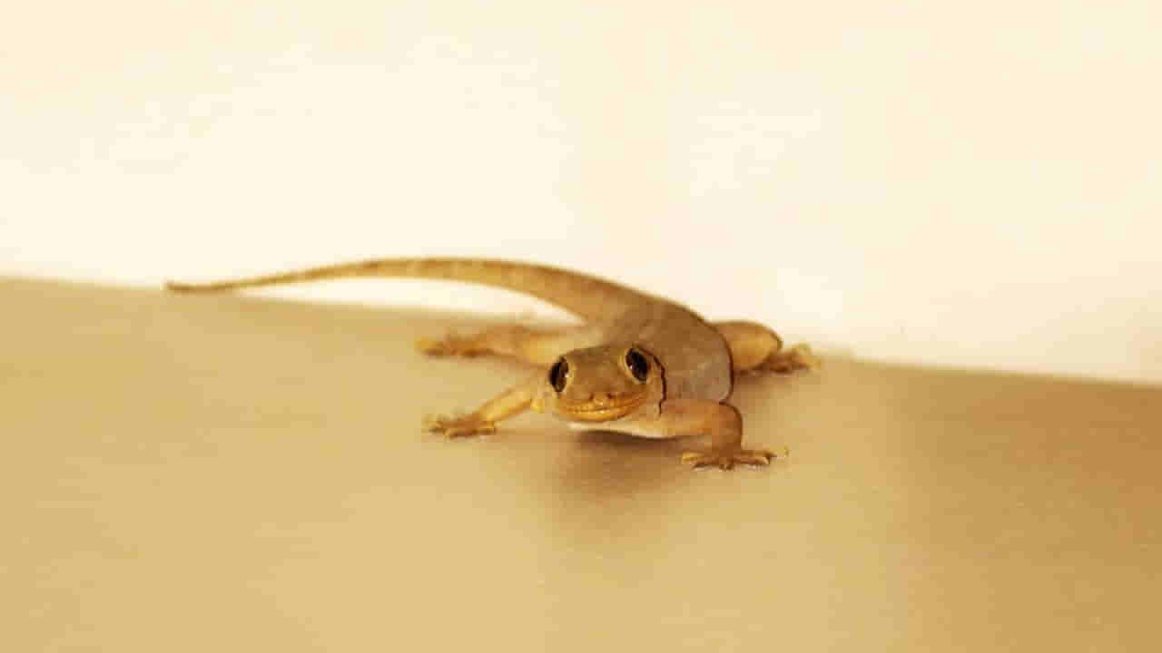 Lizards Control Tips: మీ గొడమీద బల్లి ఉందా.. మీ ఇంటి నుంచి అవి పారిపోవాలంటే ఇలా చేయండి