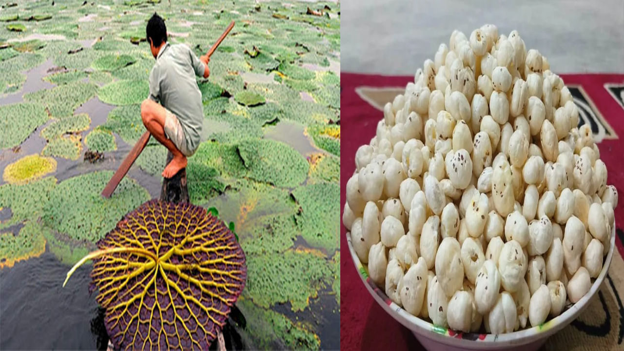 Fox Nuts Farming: మఖానా సాగుతో అన్నదాతకు కాసుల వర్షం.. ఈ సాగు చేపల చెరువులో చేయవచ్చు.. పూర్తి వివరాలు