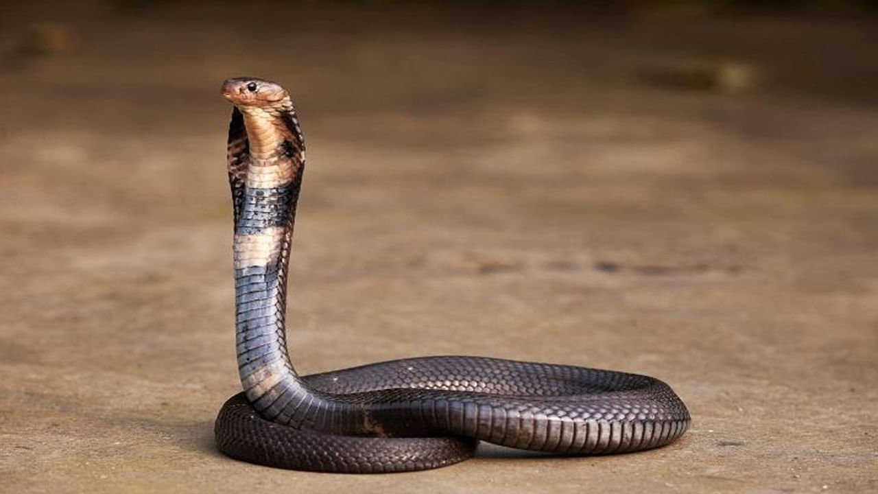 Snake: అధికారులపై ఆగ్రహంతో బతికున్న పామును కరకర నమిలి తిన్న వ్యక్తి అరెస్ట్‌