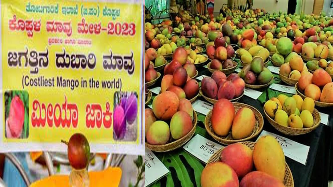 Koppal Mango Mela: మామిడి మేళాలో 100 రకాల పండ్లు.. అందరిని ఆకర్షిస్తోన్న జపాన్ మియాజాకి.. ఒక పండు రూ. 40 వేలు