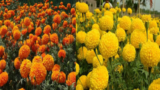 Kitchen Hacks: వేసవిలో అరటిపండ్లు నల్లగా మారకుండా తాజాగా ఉండాలంటే ఈ చిట్కాలు ఫాలో అవ్వండి..