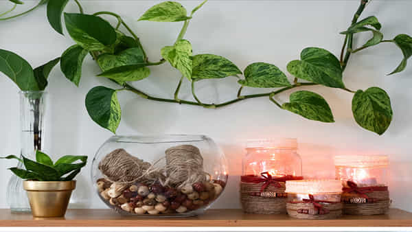 Money Plant Astro Tips: ఈ దిశలో మనీ ప్లాంట్ పెంచుకోండి.. అదృష్టాన్ని, డబ్బు సంపాదనను రెట్టింపు చేస్తుంది..