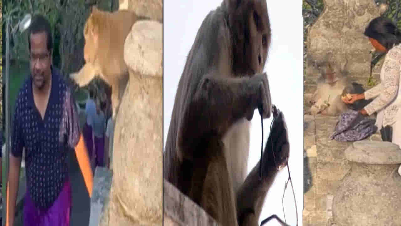 Viral Video: ఈ కోతి మహా చిలిపి.. కళ్లద్దాలు తీసుకున్న వానరం.. నెట్టింట్లో వీడియో ఫన్నీ వీడియో వైరల్