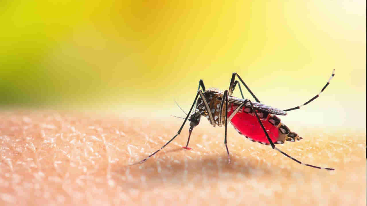 Mosquitoes: దోమలు కుడుతున్నాయా? ఐతే మీ ఇంట్లో ఈ చిన్న మార్పులు చేయండి