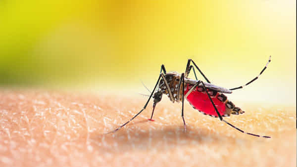Mosquitoes: దోమలు కుడుతున్నాయా? ఐతే మీ ఇంట్లో ఈ చిన్న మార్పులు చేయండి