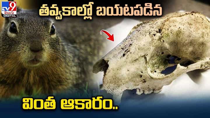 తవ్వకాల్లో బయటపడిన 30 వేల ఏళ్లనాటి జీవి మమ్మీ.. తవ్వకాల్లో బయటపడిన 30 వేల ఏళ్లనాటి జీవి మమ్మీ..