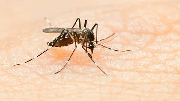 National Dengue Day: సాధారణ వ్యక్తులతో పోలిస్తే డయాబెటిస్ రోగులకు డెంగ్యూ సోకితే ప్రమాదమా.. డాక్టర్లు ఏం చెబుతున్నారు...