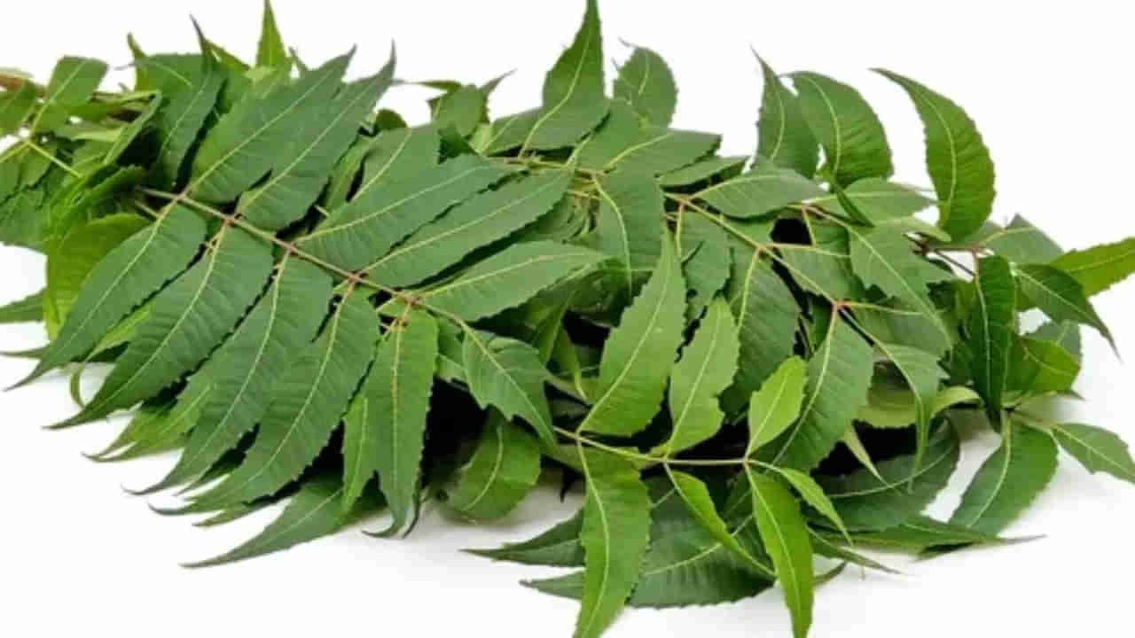 Neem Leaves Benefits: వేప ఆకులో అద్భుతమైన ఔషధ గుణాలు.. అవేంటో తెలిస్తే..