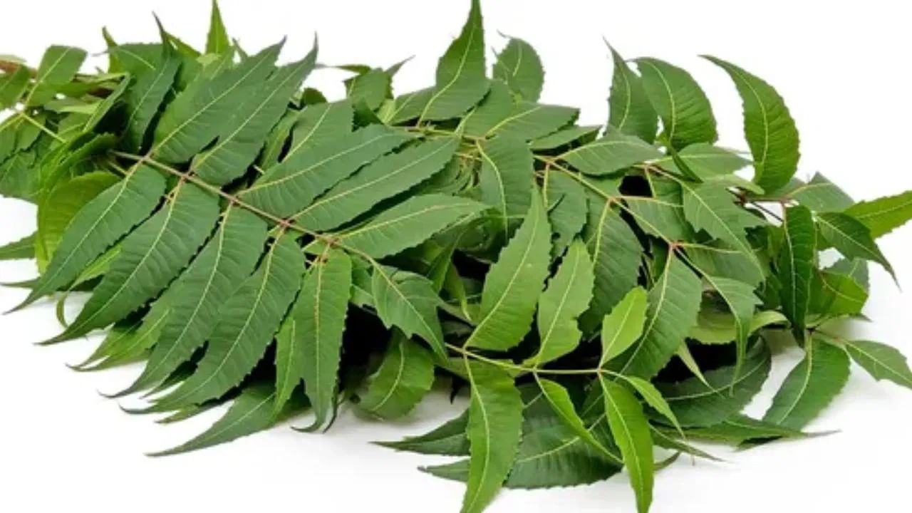 Neem Leaves Benefits: వేప ఆకులో అద్భుతమైన ఔషధ గుణాలు.. అవేంటో తెలిస్తే..