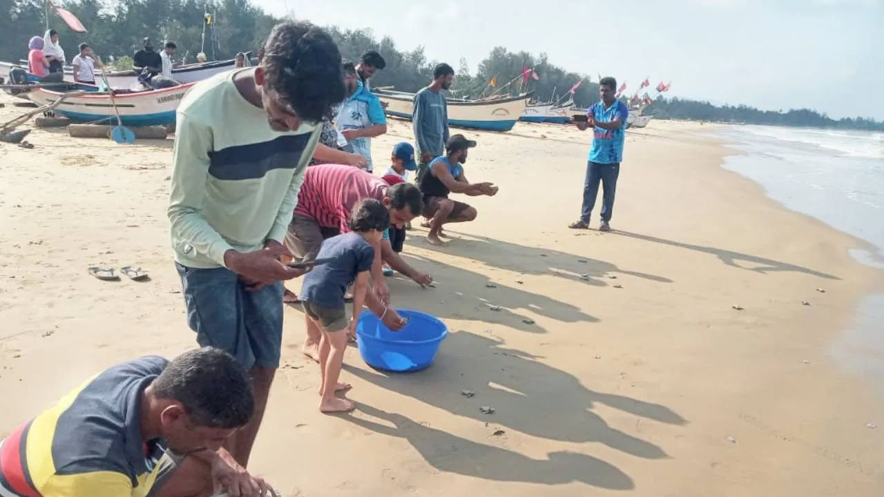 ఉత్తర కన్నడ జిల్లాలోని కార్వార్‌లోని తిల్మతి బీచ్ సమీపంలో వందకు పైగా ఆలివ్ రిడ్లీ తాబేలు పిల్లలు కొట్టుకుపోయాయి.