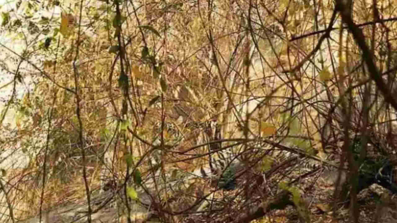 Optical illusion: మీ కంటి పవర్‌కి ఓ పరీక్ష.. ఈ ఫొటోలో పులి దాగుంది, కనిపెట్టలగలరా.?