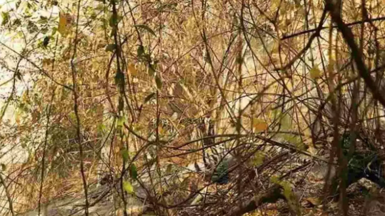 Optical illusion: మీ కంటి పవర్‌కి ఓ పరీక్ష.. ఈ ఫొటోలో పులి దాగుంది, కనిపెట్టలగలరా.?