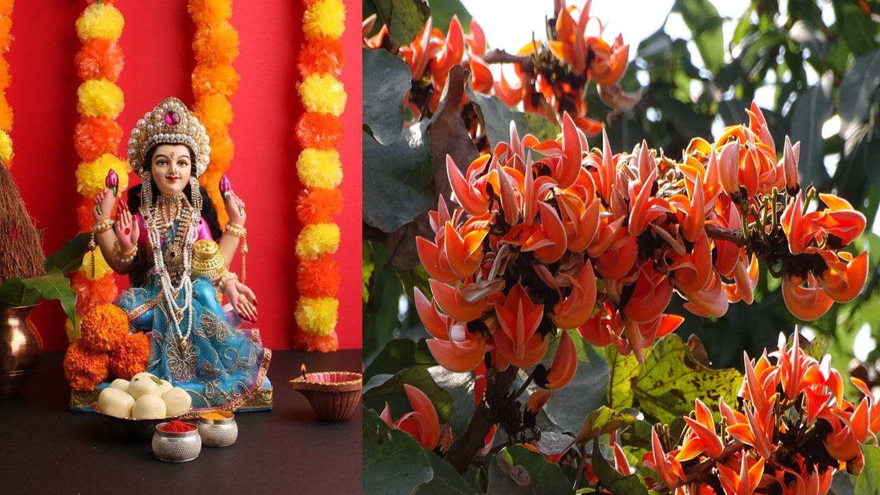 Palash Flower Puja Tips: జాతకంలో శని, కుజ దోషం ఉందా.. మోదుగ పువ్వులతో ఈ పరిహారాలను చేసి చూడండి..