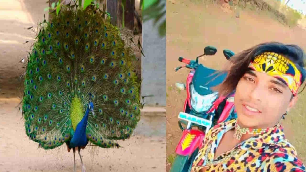 Peacock: నెమలి ఈకలు తొలగిస్తూ యువకుడు టార్చర్‌.. బాధ భరించలేక మృతి.. కేసు నమోదు.. పరారీలో యువకుడు