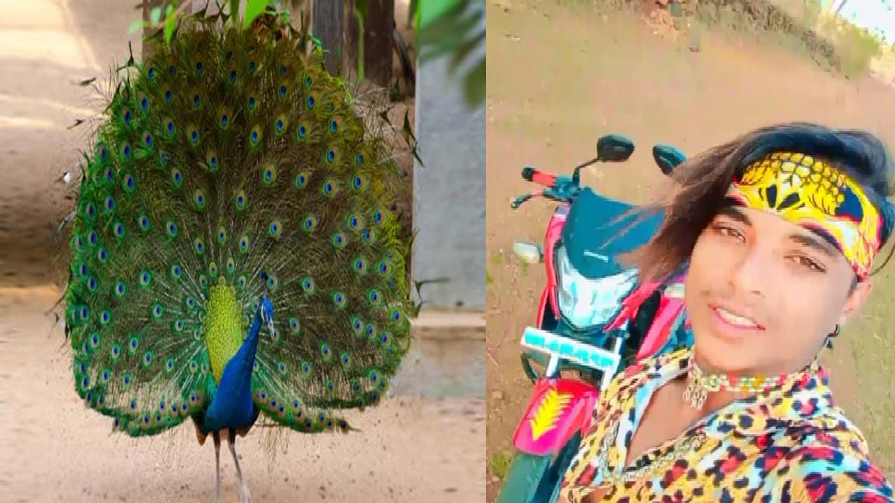 Peacock: నెమలి ఈకలు తొలగిస్తూ యువకుడు టార్చర్‌.. బాధ భరించలేక మృతి.. కేసు నమోదు.. పరారీలో యువకుడు