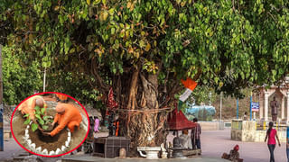 మీ కలలో ఈ ఐదు కనిపించాయా? అయితే లక్ష్మీదేవి మీ నట్టింట్లో తిష్టవేయడం ఖాయం..