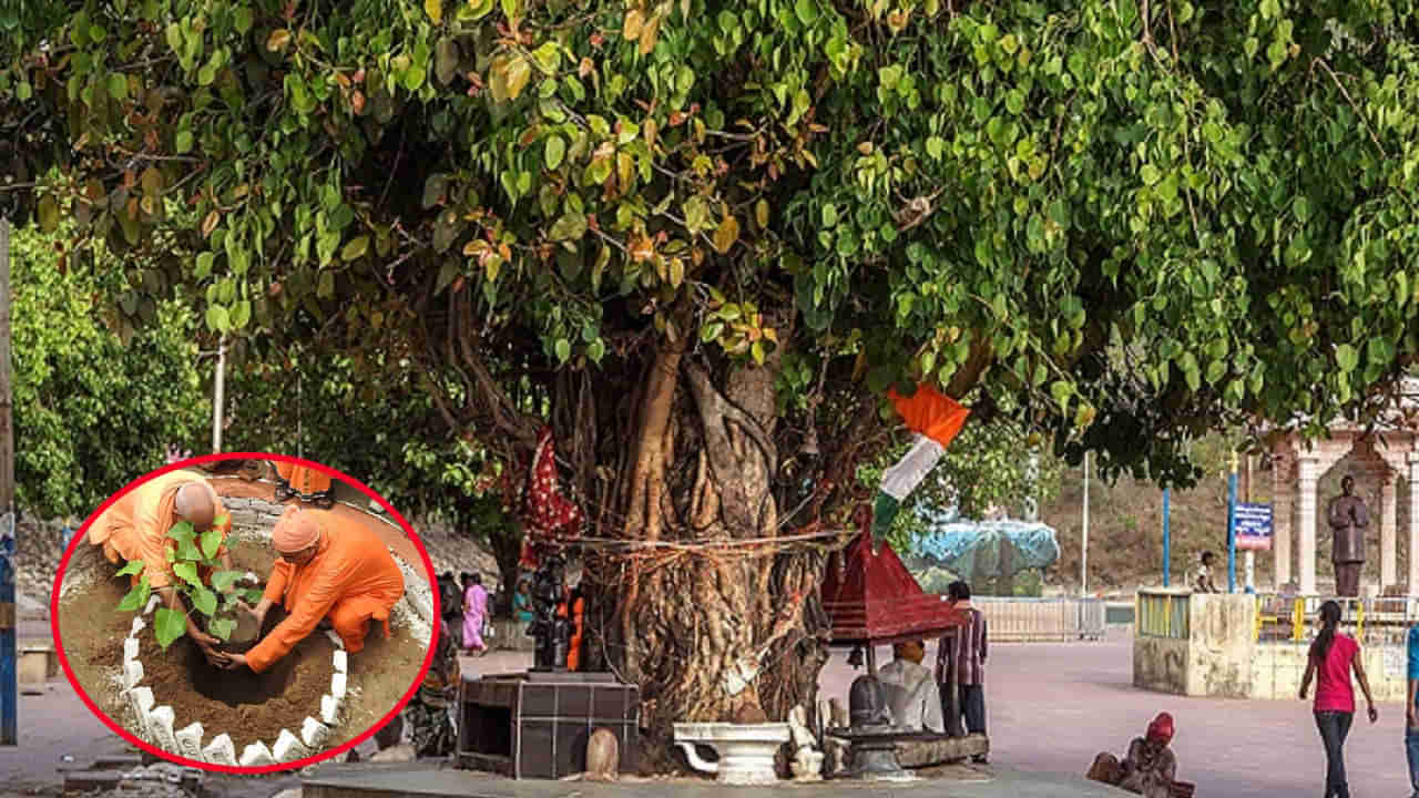 Peepal Worship Tips: ఈ రోజున రావి చెట్టుకుని పూజచేస్తే ఆ జన్మ దరిద్రం మీ.. సొంతం.. పూజా నియమాలు ఏమిటో తెలుసా